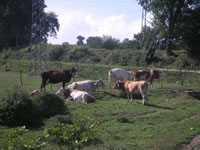 Mucche nella campagna di Cairano