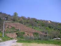 Campagna coltivata nei pressi del centro di San Pietro Irpino