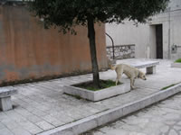 Il docile cane che ci ha accompagnato nella visita del centro storico di Montefusco