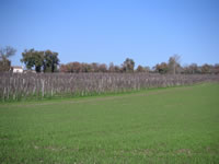 Campagna ben tenuta all'ingresso di S. Angelo all'Esca