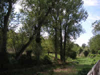 Il verde in cui è immerso San Nicola Baronia