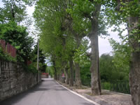 Il viale alberato all'ingresso di Sorbo Serpico